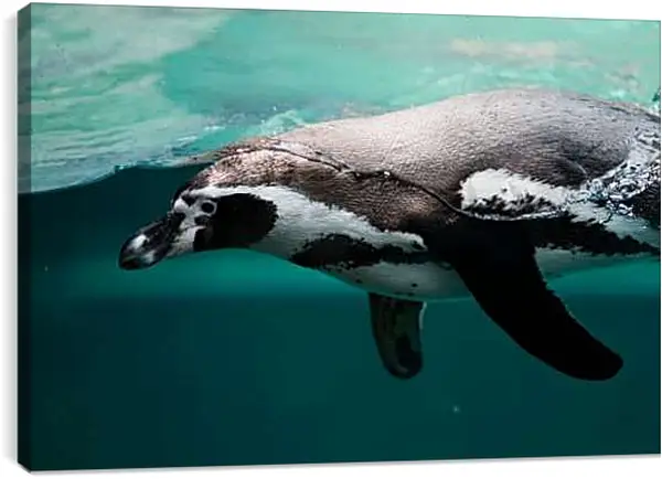 Постер на подрамнике - Пингвин в воде