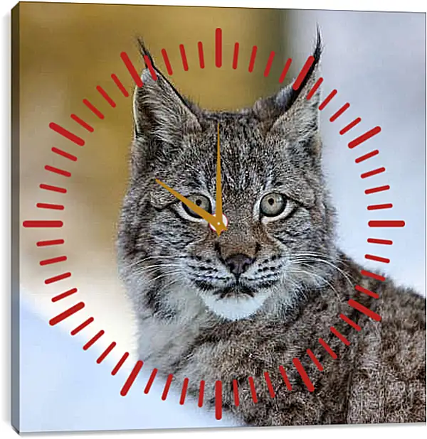 Часы картина - Рысь