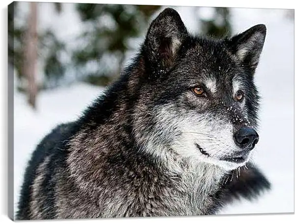 Постер на подрамнике - Волк