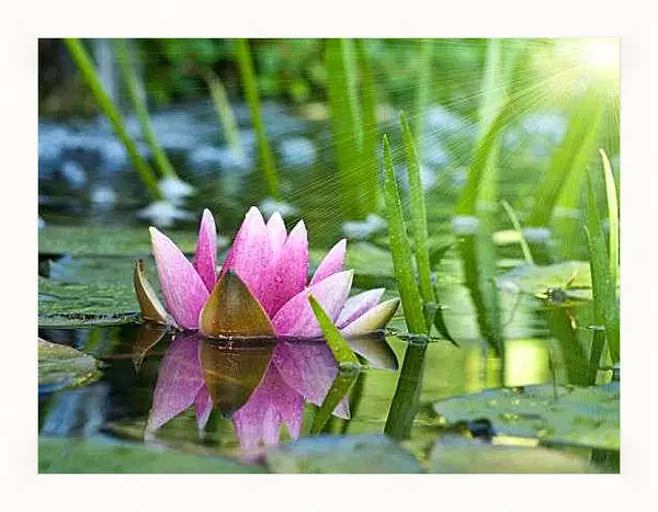 Картина в раме - Кувшинка под солнцем