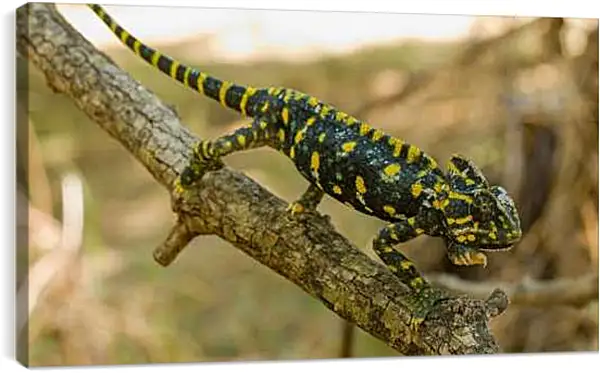 Постер на подрамнике - Рептилии