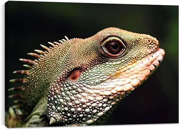 Постер на подрамнике - Рептилии