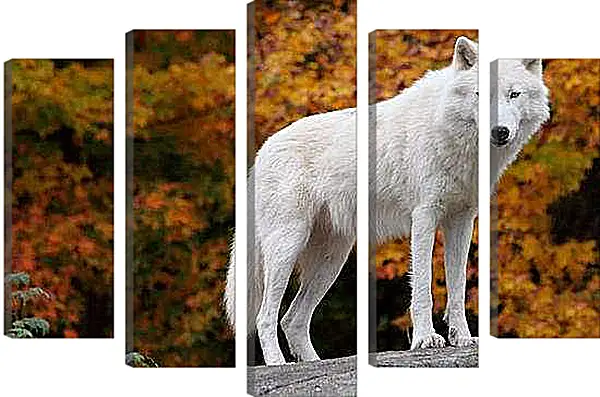 Модульная картина - Белый волк