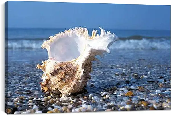Постер на подрамнике - Ракушка