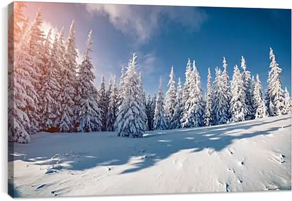 Постер на подрамнике - Хвойный лес в снегу