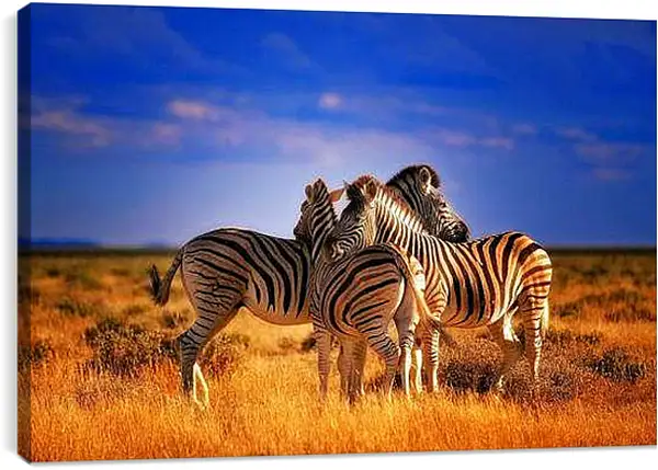 Постер на подрамнике - Зебры