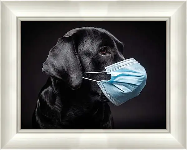 Картина в раме - Дог в медицинской маске
