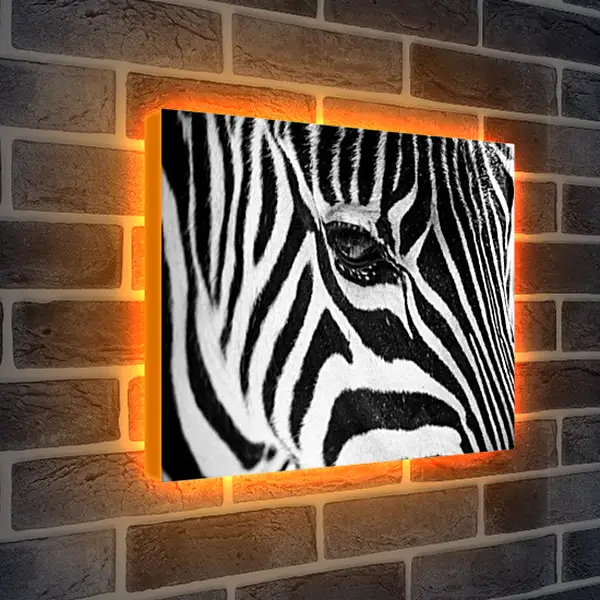 Лайтбокс световая панель - Зебра