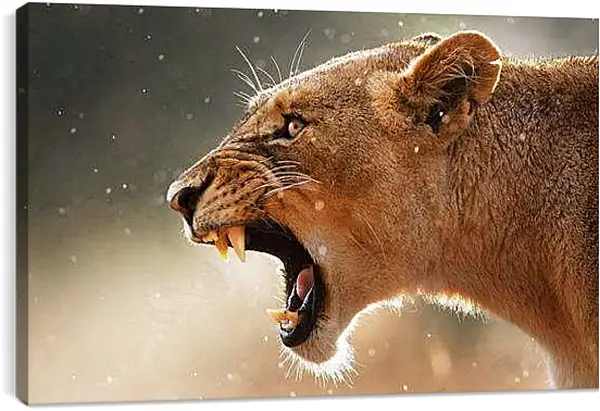 Постер на подрамнике - Львица