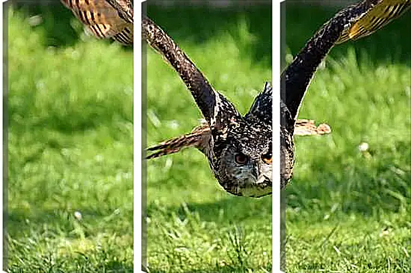 Модульная картина - Сова в полёте над землёй