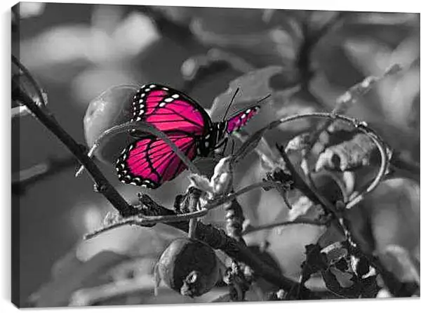 Постер на подрамнике - Бабочка