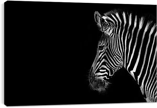 Постер на подрамнике - Зебра