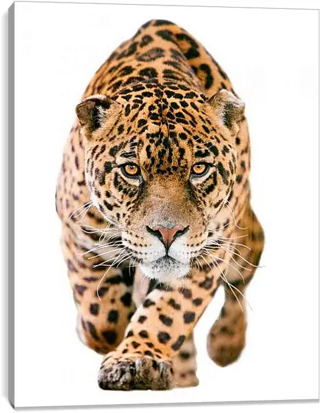 Постер на подрамнике - Леопард