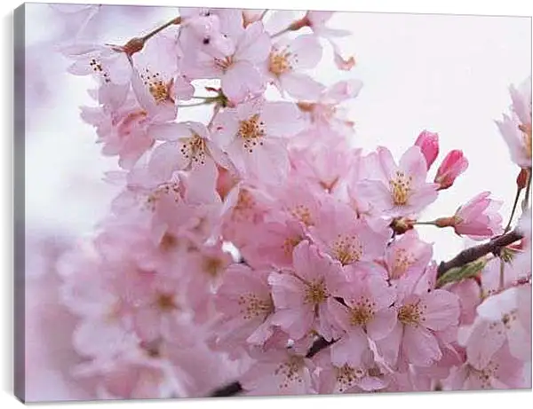 Постер на подрамнике - Сакура