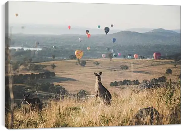 Постер на подрамнике - Кенгуру