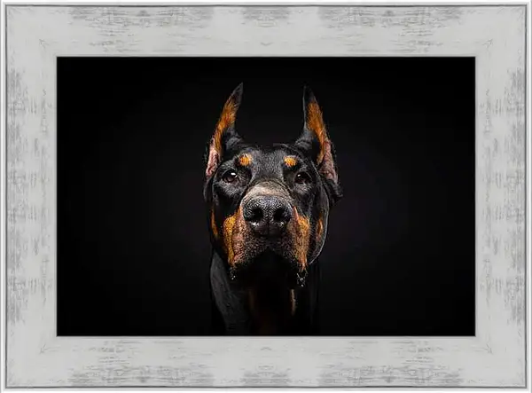 Картина в раме - Портрет собаки на черном фоне в студии