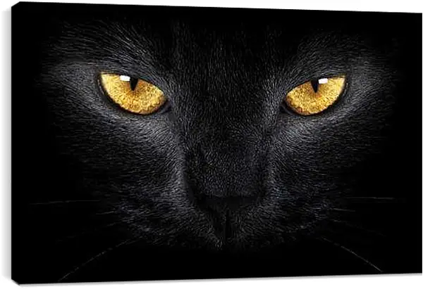 Постер на подрамнике - Взгляд черного кота