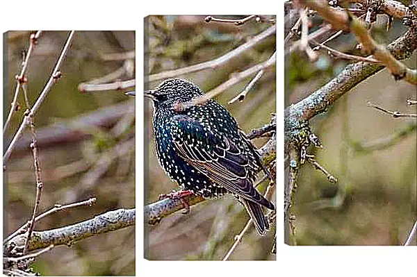 Модульная картина - Скворец сидит на ветке