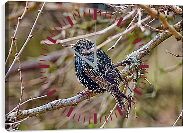 Часы картина - Скворец сидит на ветке