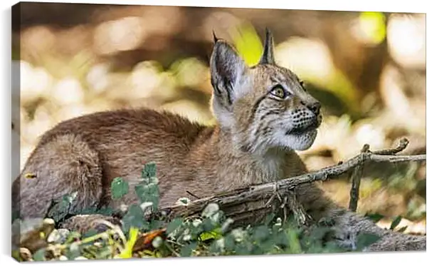 Постер на подрамнике - Рысь