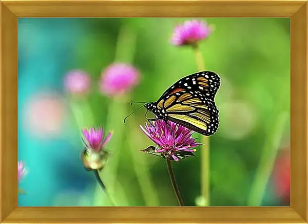 Картина в раме - Бабочка в поле