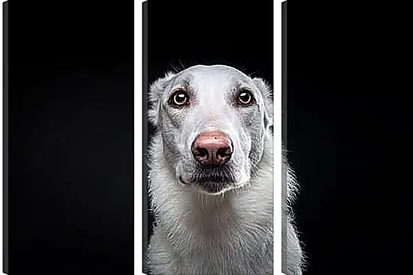 Модульная картина - Собака