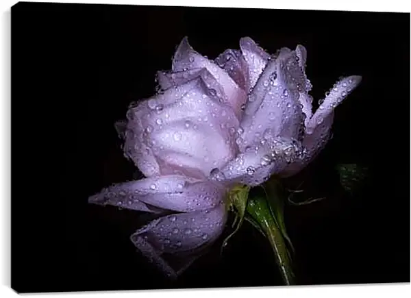 Постер на подрамнике - Роза