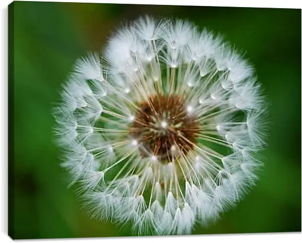 Постер на подрамнике - Белый одуванчик на зелёном фоне