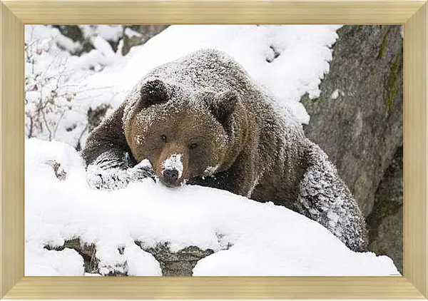 Картина в раме - Медведь в снегу
