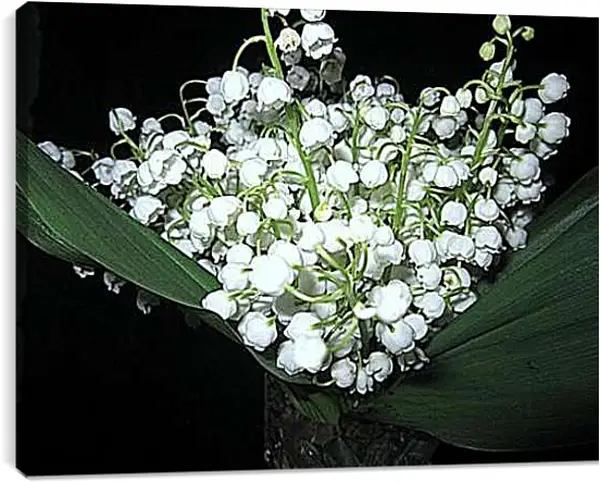 Постер на подрамнике - Ландыши