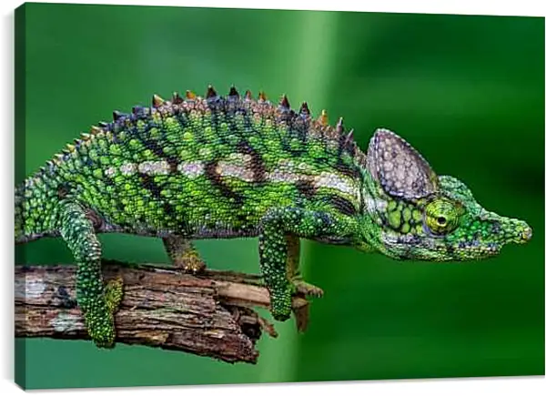 Постер на подрамнике - Рептилии