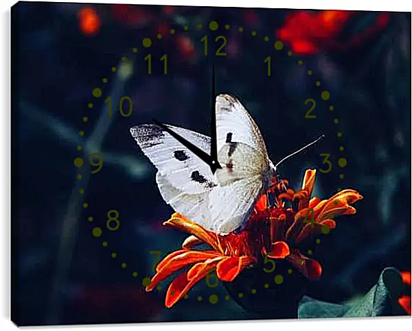 Часы картина - Белая бабочка на цветке