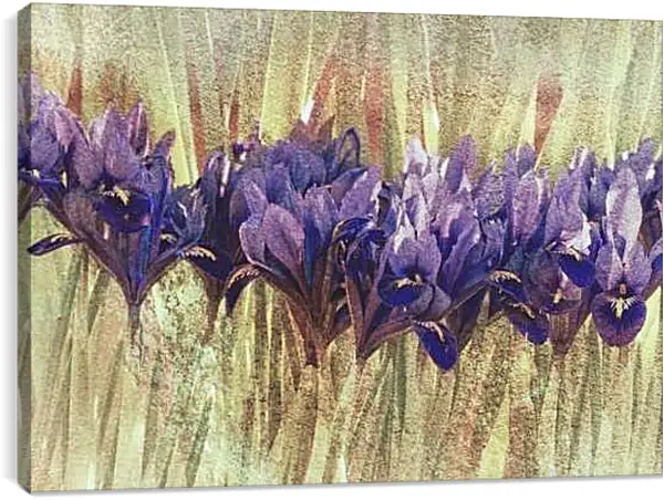 Постер на подрамнике - Луковичные ирисы