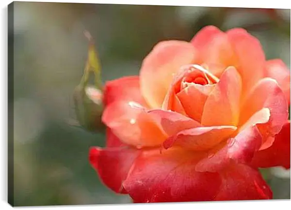 Постер на подрамнике - Красно-орнжевая роза