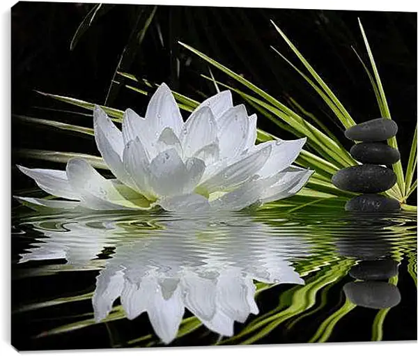 Постер на подрамнике - Водяная лилия