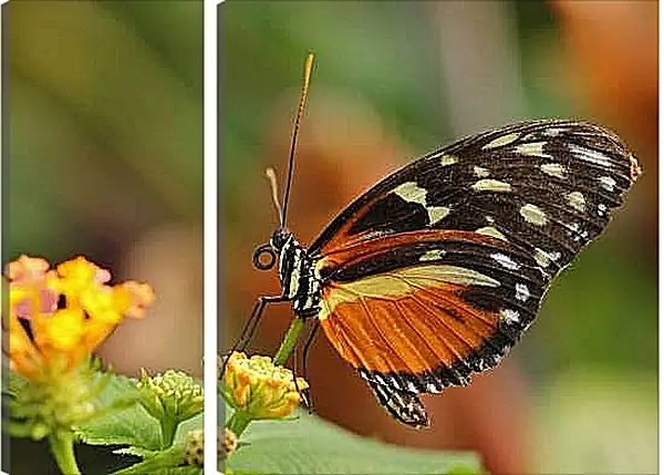 Модульная картина - Бабочка на листочке