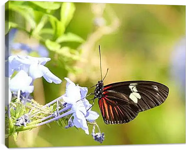 Постер на подрамнике - Бабочка