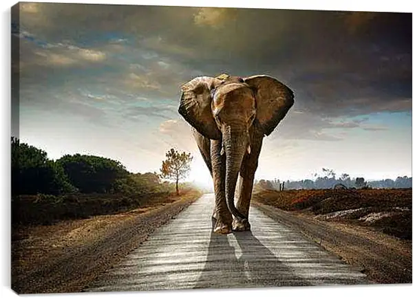 Постер на подрамнике - Слон