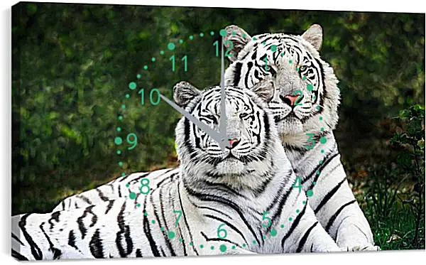 Часы картина - Белые тигры. Природа. Животные Часы картина - Белые тигры. Природа. Животные