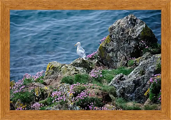 Картина в раме - Чайка Картина в раме - Чайка