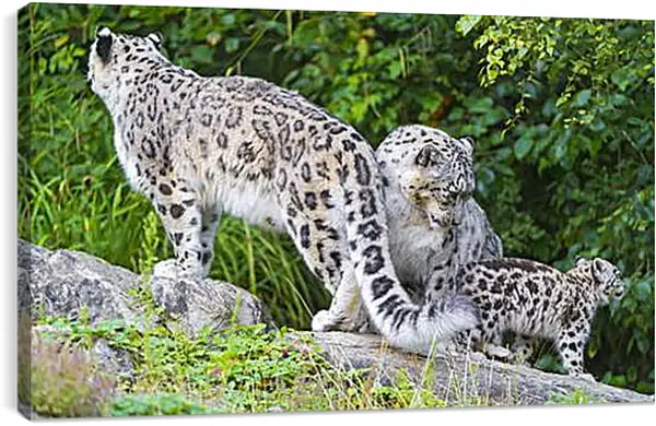 Постер на подрамнике - leopard - Барс Постер на подрамнике - leopard - Барс