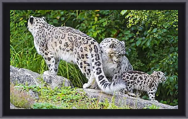Картина в раме - leopard - Барс Картина в раме - leopard - Барс
