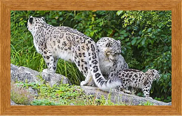 Картина в раме - leopard - Барс Картина в раме - leopard - Барс