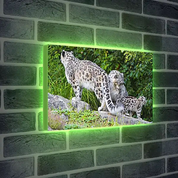 Лайтбокс световая панель - leopard - Барс Лайтбокс световая панель - leopard - Барс