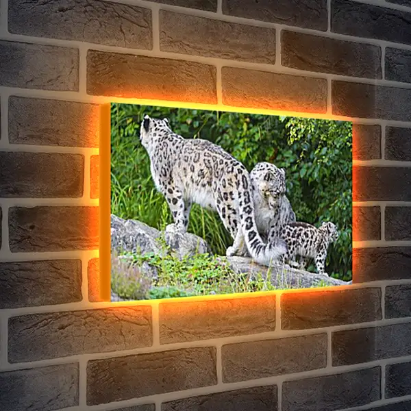Лайтбокс световая панель - leopard - Барс Лайтбокс световая панель - leopard - Барс