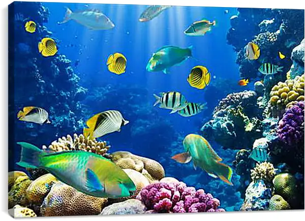 Постер на подрамнике - tropical fsh - тропичные рыбки Постер на подрамнике - tropical fsh - тропичные рыбки