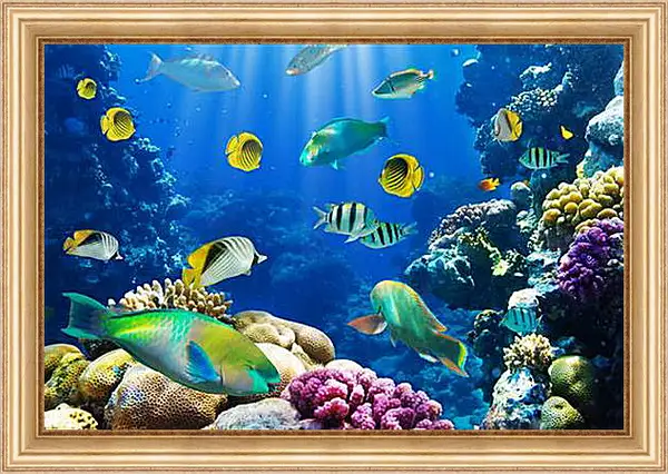 Картина в раме - tropical fsh - тропичные рыбки Картина в раме - tropical fsh - тропичные рыбки