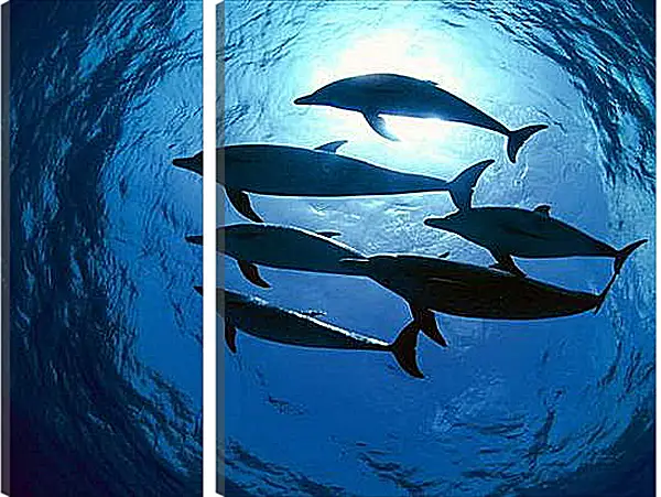 Модульная картина - Dolphin - Дельфины Модульная картина - Dolphin - Дельфины