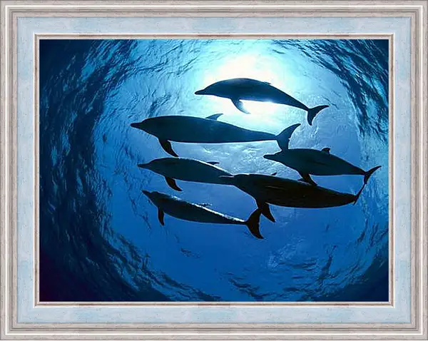 Картина в раме - Dolphin - Дельфины Картина в раме - Dolphin - Дельфины