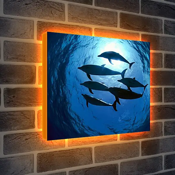 Лайтбокс световая панель - Dolphin - Дельфины Лайтбокс световая панель - Dolphin - Дельфины